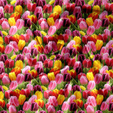 Pościel 140x200 bawełna satynowa 3D Cotton World gruba 2 części 2472 tulipany - 5