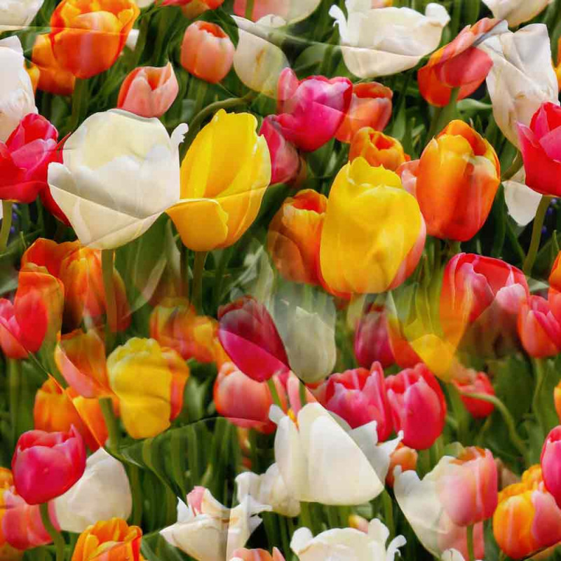 Pościel 200x220 bawełna satynowa 3D Cotton World gruba 3 części 2702 tulipany