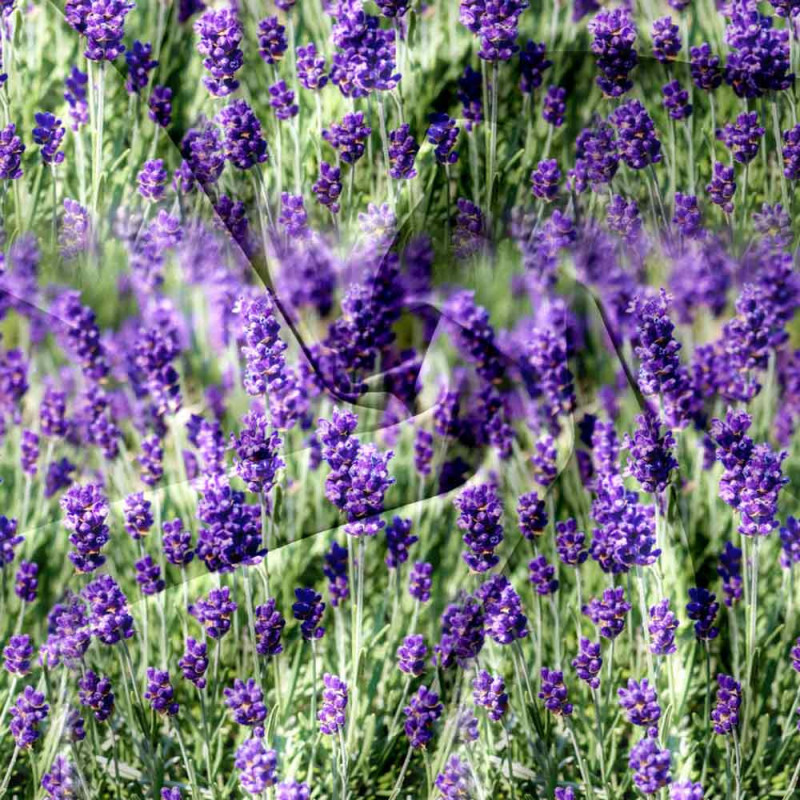 Pościel 160x200 bawełna satynowa Cotton World gruba 3 części 2700